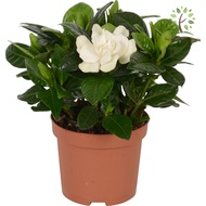 Berjaya Plant Nursery - Cape Jasmine/Gardenia Jasminoides(Pokok Bunga Hidup/Pokok Hiasan Dalam Rumah/Live Indoor Plant)