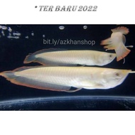 OLS- Ikan Hidup Arwana Arowana Silver Albino Mata Merah Mata