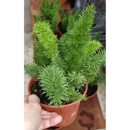 Asparagus Myers 文竹 / Setaceus - Indoor Plant