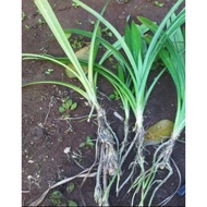 Anak pokok pandan berakar 2 pokok