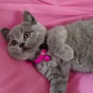 BSH british shorthair betina kitten kucing