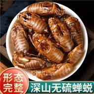 Wild Cicada Metamorphosis Chinese Herbal Materials New Product Cicada Cicada Cicada Skin Knows Cicad
