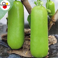 UPO SEEDS ( 25seeds ) - Bottle Gourd Vegetable Seeds