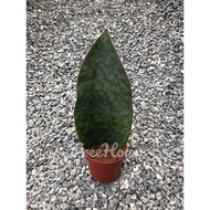 ครีบปลาวาฬ กระถาง 6 นิ้ว / Sansevieria masoniana Chahin pot 6