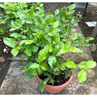 Jasminum sambac  - Jasmine plant - Arabian Jasmine, Sambac, Pikake