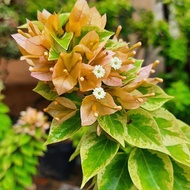 bibit bunga bougenville varigata kuning batang ori