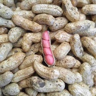 Mani ilocos Per Kilo
