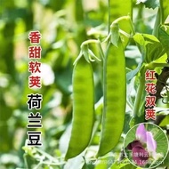 Soft Pods Dutch Bean Seeds Spring Summer Autumn Four Seasons Sowing Large Pods Vegetable Peas Peas A