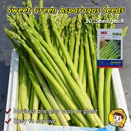 (Fast Growing 10pcs) 100% Fresh Organic Green Asparagus Seeds High Yield Asparagus Vegetables Seeds 