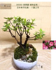 🍃🍃DE002 微景觀 盆栽 - 日本皋月杜鵑 - 八重之月（連盆）