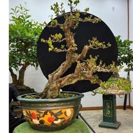 Green enamel round pot 38*21cm (without pedestal)