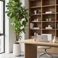 琴葉榕盆栽 高款 直條紋湛白高盆 落地盆栽禮 北歐極簡植栽 辦公