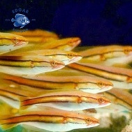HOT!! Ikan toman 20-25 cm tomang , channa micropeltes , ikan gabus