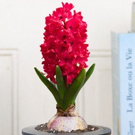 Hyacinthus orientalis ball hydroponics set four seasons hydroponics indoor desktop soil culture potted plants flower seeds narcissus