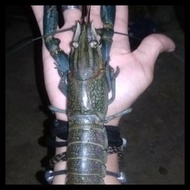 Terbaru Indukan Lobster Air Tawar Jumbo 8Inch Super Siap Untuk