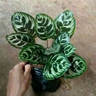 Tanaman hiyas calathea makoyana peacock