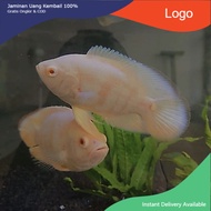 IKAN OSCAR ALBINO / IKAN HIAS AQUARIUM / IKAN PREDATOR