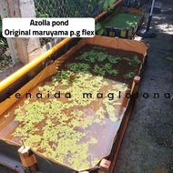 4ft x 7ft x 3ft AZOLLA POND DIY POND FISH TANK MARUYAMA P.G LFEX