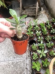 Adenium Obesum Desert Rose Plant : Package Contatins seeds