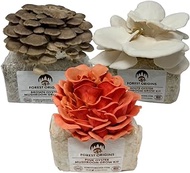 Forest Origins Specialty Trio Oyster Mushroom Grow Kit 3-Pack Variety - Beginner Friendly &amp; Easy to Use, Grows in 10 Days | Handmade in California, USA | Top Gardening Gift, Holiday Gift &amp; Unique Gift