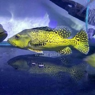 ikan pbass kelberi bahia