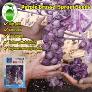 High Yield Purple Brussel Sprout Seeds for Planting Vegetables (20 Seed) Mini Brassica Oleracea Seed