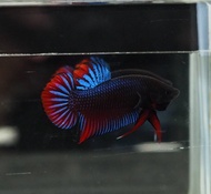 ปลากัดเวียดนามลูกผสม ดุดันคมไว ชาย ชุดสายฟ้า เขียวแดง/น้ำเงินแดง คละสี ขนาด 1.5-1.6 มีประกันสินค้า