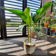 Calathea Lutea tabako Landscape Garden Decor