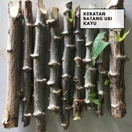 [24 hours shipped 🚚] Keratan Ubi Kayu Kuning & Putih 10 Batang | Organic Cassava Stem