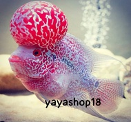 YAYASHOP18 - READY BURAYAK GEN ORI THAILAND 2CM