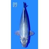 mukashi ogon 65 bu male ooyama koi farm ikan koi HQ import sertifikat breeder