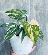 Batang/Bonggol Philodendron Gloriosum Varigata Bibit Tanaman Hias Original