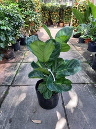 Ficus Lyrata, fiddle-leaf fig, banjo fig, Indoor plants seeds , House plants seeds