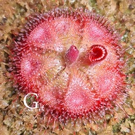 Drosera Burmannii Red Form, Humpty Doo [Sundew, Drosera][Carnivorous Plants][Mosquito, Fly, Pest Nat