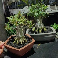 bibit tanaman adenium bonsai pecah cabang