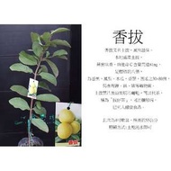 心栽花坊-香水芭樂/香芭樂/嫁接苗/水果苗/芭樂品種/售價150特價120