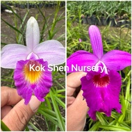 Arundina Graminifolia（Bamboo Orchid）Orkid Buluh Outdoor Plant Size Bag 9x9 Bunga Hidup Orkid Bunga C