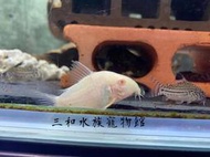 白子黃翅珍珠鼠