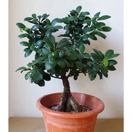 Bonsai # Ficus Microcarpa 榕树盆栽