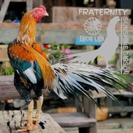 Fress Telur Ayam Bangkok Ekor Lidi Fertil Asli Untuk Ditetaskan