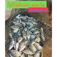 Fish Trap Condo Shrimp