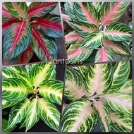 Aglaonema Panama Series in Red Pink and Peach live plants indoor outdoor