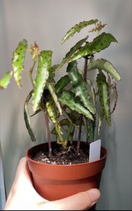Begonia 秋刀魚秋海棠盆栽
