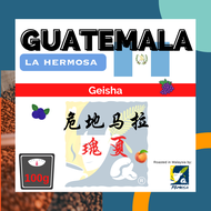 MIMOSA Roasted Coffee Bean | Single Origin Hand Brew Coffee | Guatemala 🇬🇹 Geisha