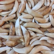 Taring Tulang Asli // Taring Macan Bahan Tulang Asli ( Taring Saja )
