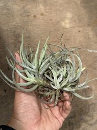 空氣草 空氣鳳梨 Tillandsia Glabrior 雞爪