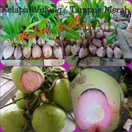 Benih Pokok Kelapa Wulung/Tampuk Merah (Anak benih asli) Bukan hybrid Thailand