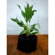 Aglaonema White Stem Plant (GROWN AND LIVE PLANTS)
