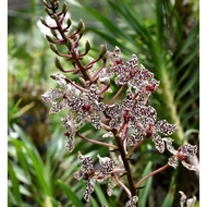 Grammatophyllum wallisi. Tiger Orchid Philippine.