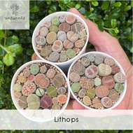 (พร้อมส่ง❗️)ไลทอปมิกซ์ Lithops ไลทอป ไลทอปยกพอต ไลทอปพอตจิ๋ว ไม้อวบน้ำ ราคาถูก แคคตัส กระบองเพชร